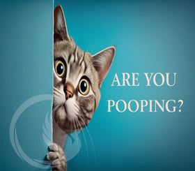Are You Pooping Poster - Cute Cat Poster - Cute Bathroom Art - Cat Poster - Bathroom Decor