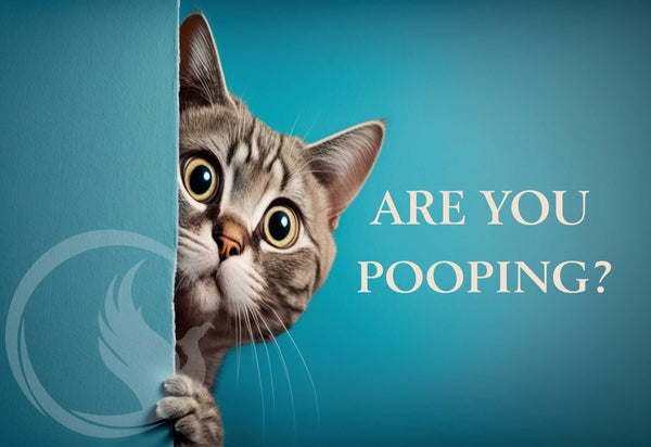 Are You Pooping Bathroom Art - Cat Peeking Bathroom Poster - Cute Bathroom Sign - Cute Cat Poster - Cute Bathroom Art